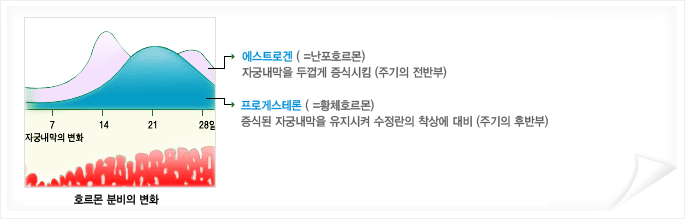 에스트로겐-난포호르몬 : 자궁내막을 두껍게 증식시킴, 주기의 전반부
프로게스테론-황체호르몬 : 증식된 자궁내막을 수정란의 착상에 대비, 주기의 후반부
